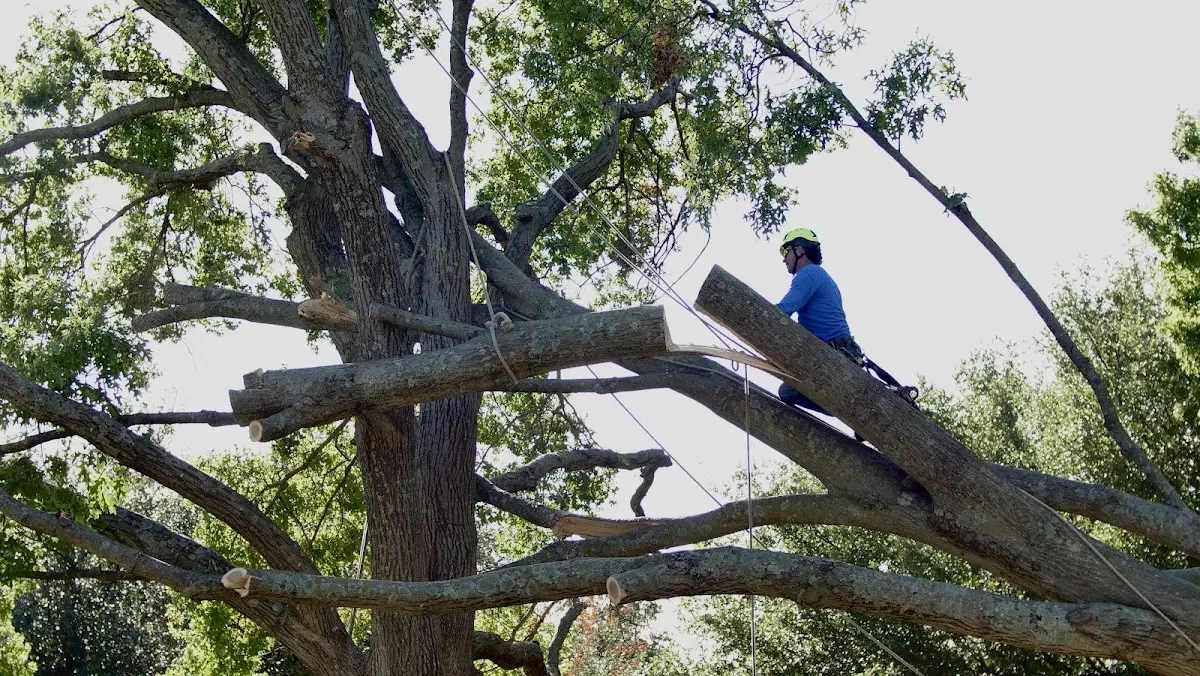 Professional Crown Thinning performed by certified arborists in New Hudson