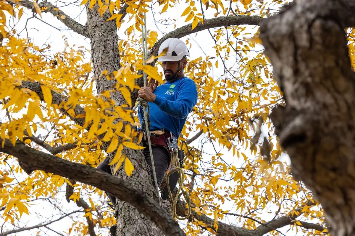 Skilled Tree Planting crew working in New Hudson